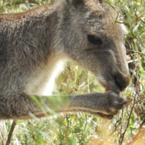 Macropus giganteus at Torrens, ACT - 7 Mar 2021 11:13 AM