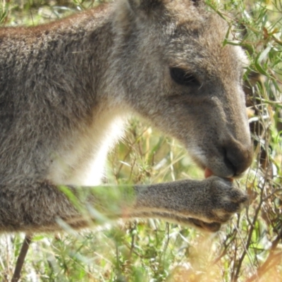 Macropus giganteus (Eastern Grey Kangaroo) at Mount Taylor - 7 Mar 2021 by MatthewFrawley