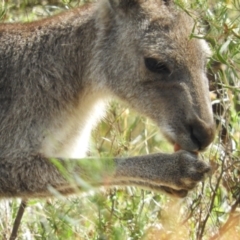 Macropus giganteus (Eastern Grey Kangaroo) at Mount Taylor - 7 Mar 2021 by MatthewFrawley