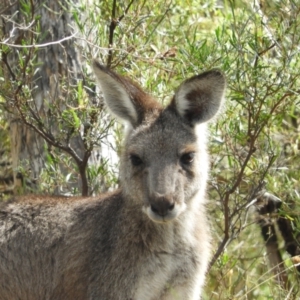 Macropus giganteus at Torrens, ACT - 7 Mar 2021 11:13 AM