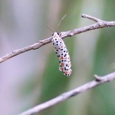 Utetheisa (genus) (A tiger moth) at Wodonga, VIC - 7 Mar 2021 by Kyliegw