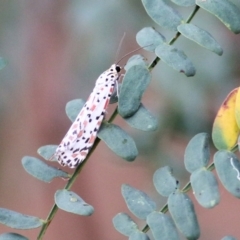 Utetheisa (genus) at Wodonga - 8 Mar 2021