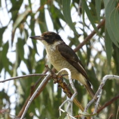 Cracticus torquatus (Grey Butcherbird) at Mount Taylor - 7 Mar 2021 by MatthewFrawley
