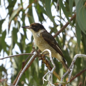 Cracticus torquatus at Torrens, ACT - 7 Mar 2021 11:18 AM