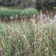 Phragmites australis (Common Reed) at Thurgoona, NSW - 8 Mar 2021 by Alburyconservationcompany