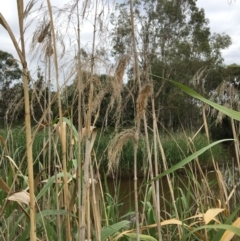 Phragmites australis at Thurgoona, NSW - 8 Mar 2021