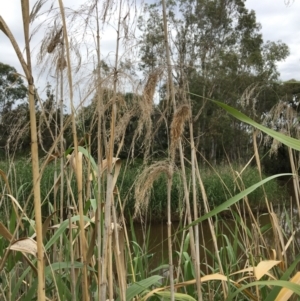Phragmites australis at Thurgoona, NSW - 8 Mar 2021 12:02 PM