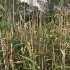 Phragmites australis at Thurgoona, NSW - 8 Mar 2021