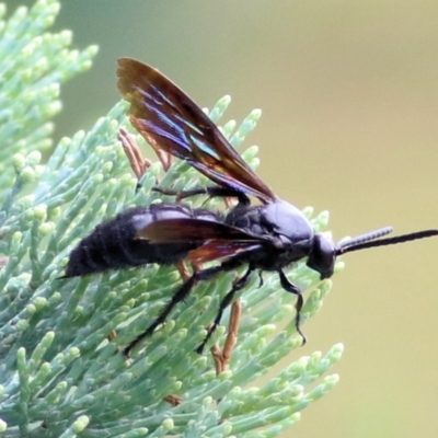Unidentified Flower wasp (Scoliidae & Tiphiidae) at Wodonga - 7 Mar 2021 by Kyliegw