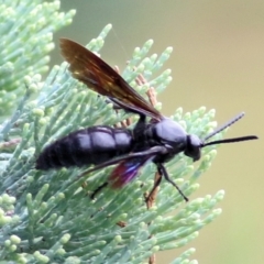 Austroscolia soror at Ewart Brothers Reserve - 8 Mar 2021 10:26 AM