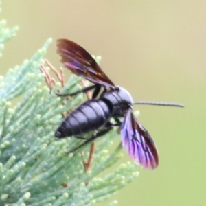 Austroscolia soror at Ewart Brothers Reserve - 8 Mar 2021 10:26 AM