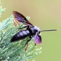 Austroscolia soror at Ewart Brothers Reserve - 8 Mar 2021 10:26 AM