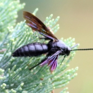 Austroscolia soror at Ewart Brothers Reserve - 8 Mar 2021 10:26 AM