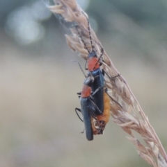 Chauliognathus tricolor (Tricolor soldier beetle) at Namadgi National Park - 1 Mar 2021 by michaelb