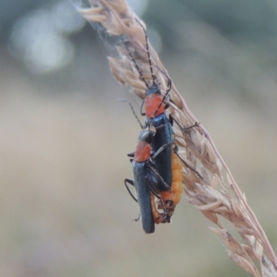 Chauliognathus tricolor (Tricolor soldier beetle) at Brindabella, NSW - 1 Mar 2021 by michaelb