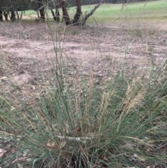 Eragrostis curvula (African Lovegrass) at Thurgoona, NSW - 8 Mar 2021 by Alburyconservationcompany