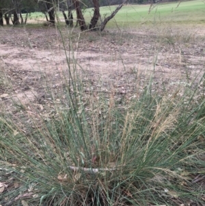 Eragrostis curvula at Thurgoona, NSW - 8 Mar 2021 12:52 PM