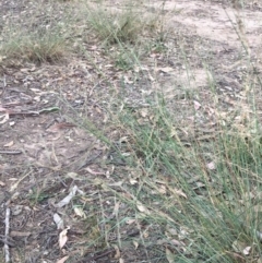 Eragrostis curvula at Thurgoona, NSW - 8 Mar 2021 12:52 PM