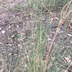Eragrostis curvula at Thurgoona, NSW - 8 Mar 2021