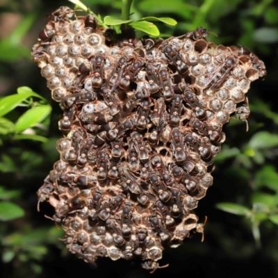 Ropalidia plebeiana (Small brown paper wasp) at Acton, ACT - 4 Mar 2021 by TimL