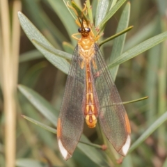 Nymphes myrmeleonoides (Blue eyes lacewing) at Bruce, ACT - 7 Mar 2021 by Roger