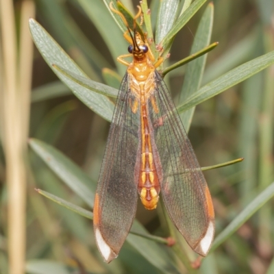 Nymphes myrmeleonoides (Blue eyes lacewing) at Black Mountain - 7 Mar 2021 by Roger