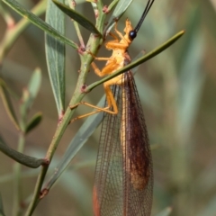 Nymphes myrmeleonoides at Bruce, ACT - 8 Mar 2021 10:57 AM