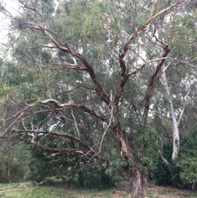 Eucalyptus blakelyi (Blakely's Red Gum) at Albury - 8 Mar 2021 by Alburyconservationcompany