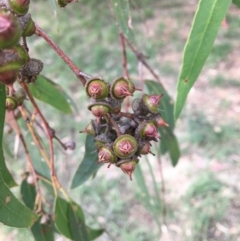 Eucalyptus blakelyi at Albury - 8 Mar 2021 01:10 PM