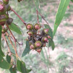 Eucalyptus blakelyi at Albury - 8 Mar 2021 01:10 PM