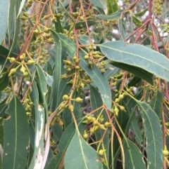 Eucalyptus blakelyi at Albury - 8 Mar 2021 01:10 PM