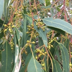 Eucalyptus blakelyi at Albury - 8 Mar 2021