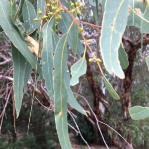 Eucalyptus blakelyi at Albury - 8 Mar 2021 01:10 PM