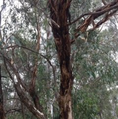 Eucalyptus blakelyi at Albury - 8 Mar 2021 01:10 PM