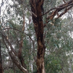 Eucalyptus blakelyi at Albury - 8 Mar 2021