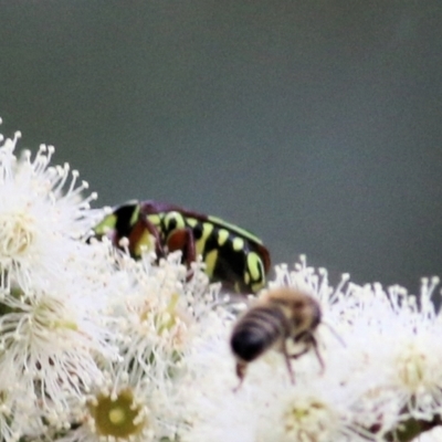 Eupoecila australasiae (Fiddler Beetle) at Wodonga - 7 Mar 2021 by Kyliegw