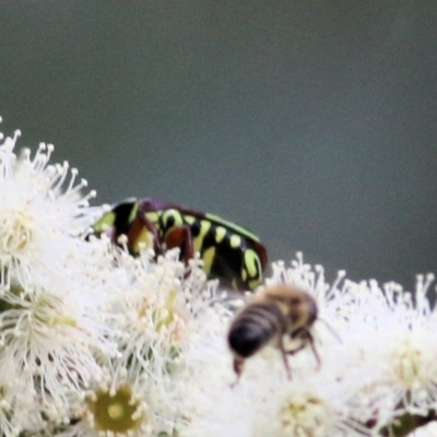 Eupoecila australasiae (Fiddler Beetle) at Wodonga, VIC - 8 Mar 2021 by KylieWaldon