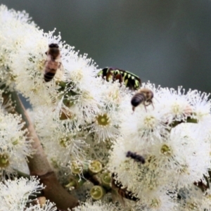Eupoecila australasiae at Wodonga, VIC - 8 Mar 2021 10:02 AM