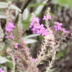 Lythrum salicaria (Purple Loosestrife) at Ewart Brothers Reserve - 7 Mar 2021 by Kyliegw