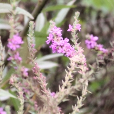 Lythrum salicaria (Purple Loosestrife) at Ewart Brothers Reserve - 7 Mar 2021 by Kyliegw