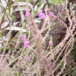 Lythrum salicaria at Wodonga, VIC - 8 Mar 2021 10:17 AM