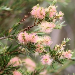 Callistemon sieberi (River Bottlebrush) at Ewart Brothers Reserve - 7 Mar 2021 by Kyliegw