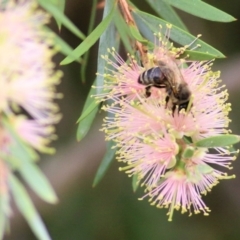 Callistemon sieberi at Wodonga - 8 Mar 2021 10:07 AM