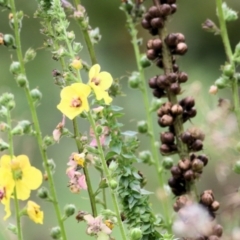 Verbascum virgatum (Green Mullein) at WREN Reserves - 7 Mar 2021 by Kyliegw