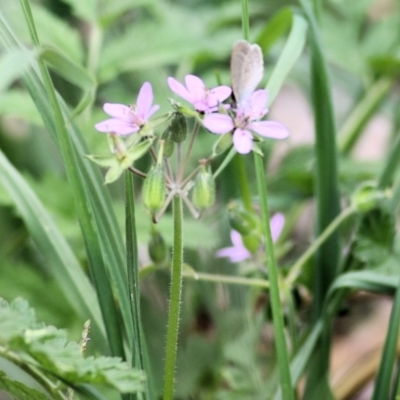Erodium sp. (A Storksbill) at Ewart Brothers Reserve - 7 Mar 2021 by Kyliegw