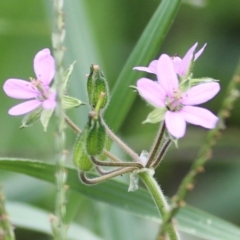 Erodium sp. at Wodonga, VIC - 8 Mar 2021