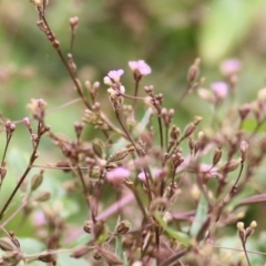 Grona varians (Slender Tick-Trefoil) at Wodonga, VIC - 7 Mar 2021 by Kyliegw