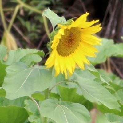 Helianthus annuus (Sunflower) at Wodonga, VIC - 7 Mar 2021 by Kyliegw