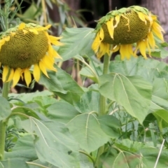 Helianthus annuus at Wodonga - 8 Mar 2021 09:49 AM