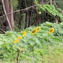 Helianthus annuus at Wodonga - 8 Mar 2021 09:49 AM